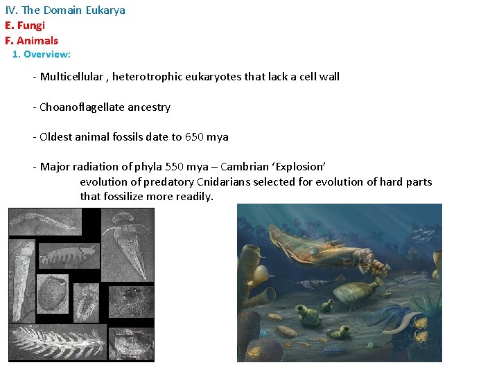 IV. The Domain Eukarya E. Fungi F. Animals 1. Overview: - Multicellular , heterotrophic