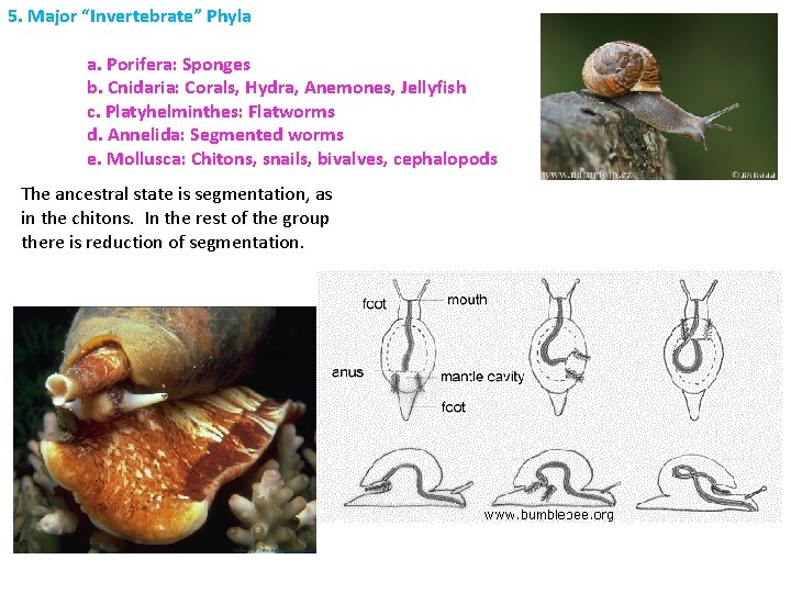 5. Major “Invertebrate” Phyla a. Porifera: Sponges b. Cnidaria: Corals, Hydra, Anemones, Jellyfish c.