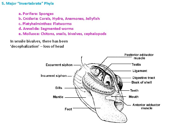 5. Major “Invertebrate” Phyla a. Porifera: Sponges b. Cnidaria: Corals, Hydra, Anemones, Jellyfish c.