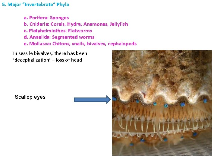 5. Major “Invertebrate” Phyla a. Porifera: Sponges b. Cnidaria: Corals, Hydra, Anemones, Jellyfish c.