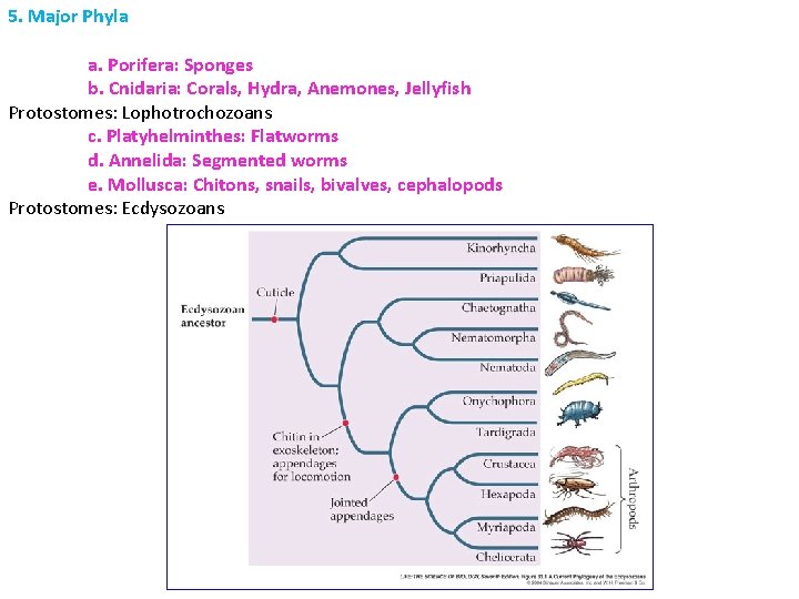 5. Major Phyla a. Porifera: Sponges b. Cnidaria: Corals, Hydra, Anemones, Jellyfish Protostomes: Lophotrochozoans