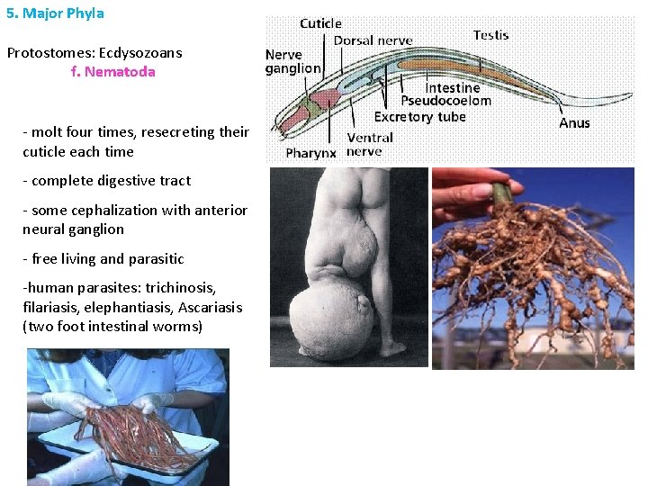 5. Major Phyla Protostomes: Ecdysozoans f. Nematoda - molt four times, resecreting their cuticle