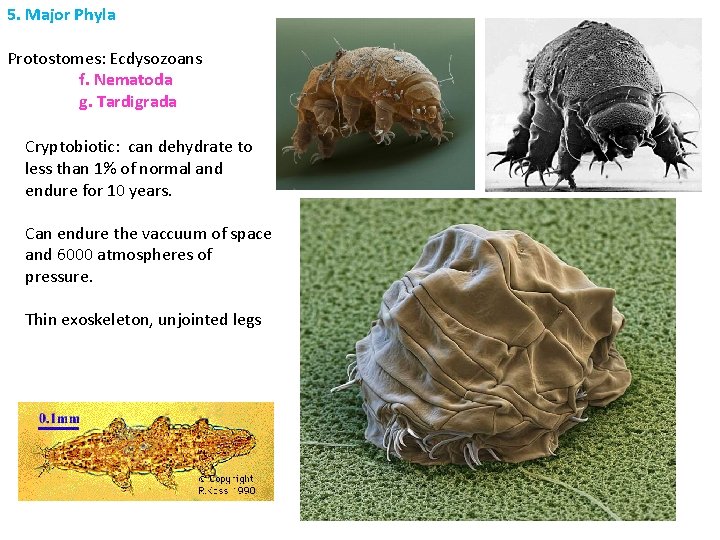 5. Major Phyla Protostomes: Ecdysozoans f. Nematoda g. Tardigrada Cryptobiotic: can dehydrate to less