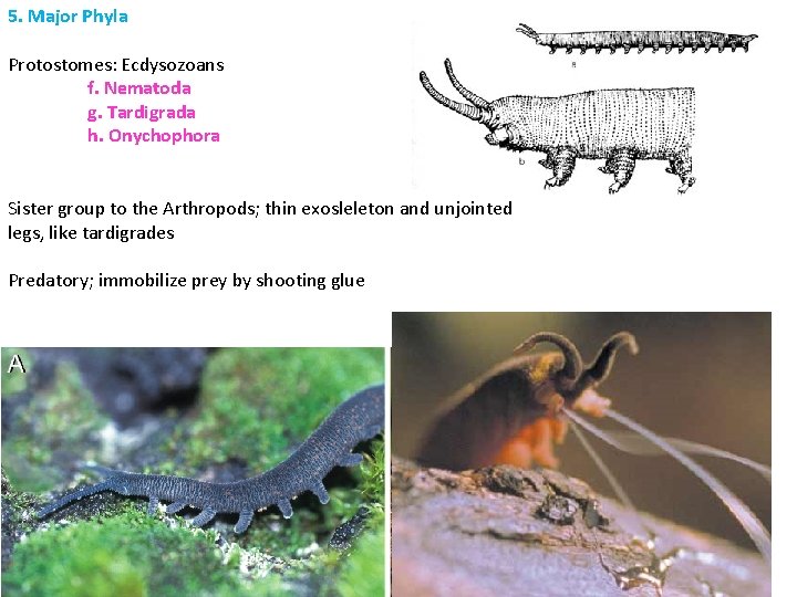 5. Major Phyla Protostomes: Ecdysozoans f. Nematoda g. Tardigrada h. Onychophora Sister group to