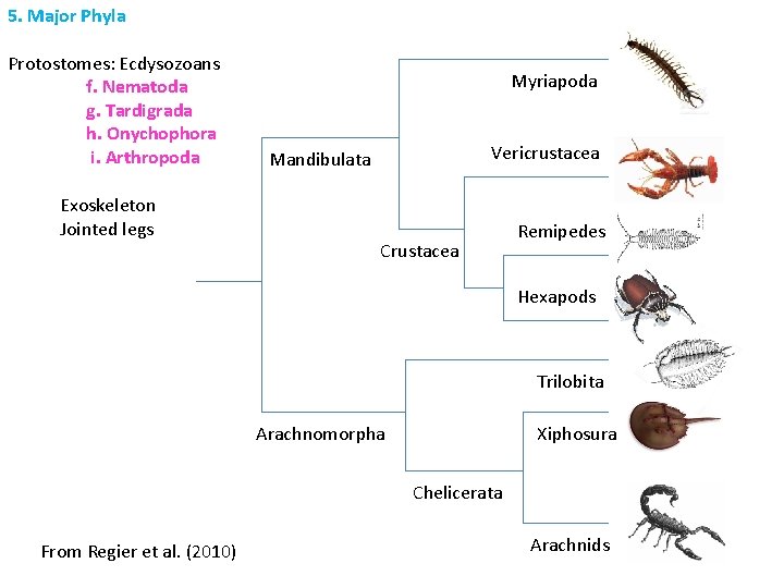 5. Major Phyla Protostomes: Ecdysozoans f. Nematoda g. Tardigrada h. Onychophora i. Arthropoda Exoskeleton