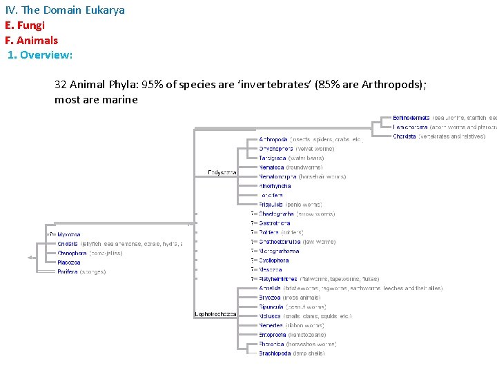 IV. The Domain Eukarya E. Fungi F. Animals 1. Overview: 32 Animal Phyla: 95%