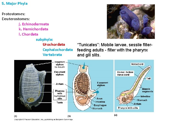 5. Major Phyla Protostomes: Deuterostomes: j. Echinodermata k. Hemichordata l. Chordata subphyla: Urochordata “Tunicates”: