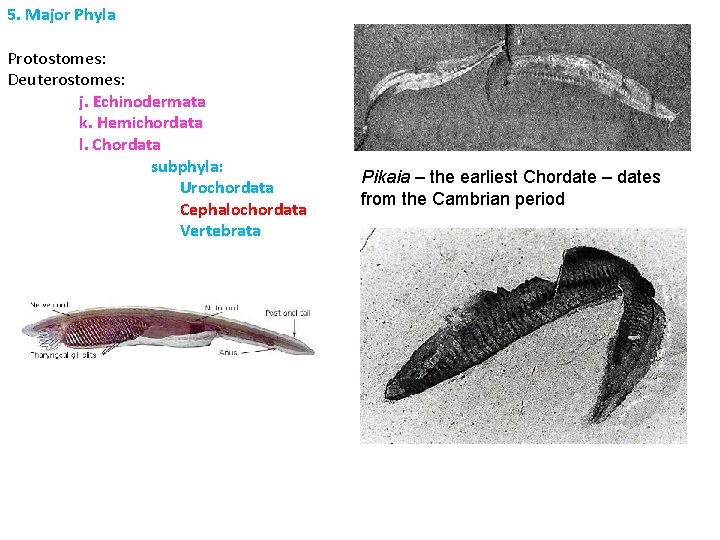 5. Major Phyla Protostomes: Deuterostomes: j. Echinodermata k. Hemichordata l. Chordata subphyla: Urochordata Cephalochordata