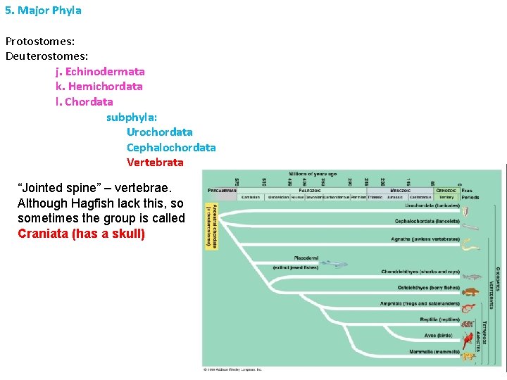 5. Major Phyla Protostomes: Deuterostomes: j. Echinodermata k. Hemichordata l. Chordata subphyla: Urochordata Cephalochordata