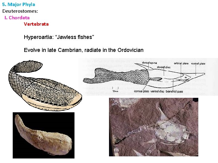 5. Major Phyla Deuterostomes: I. Chordata Vertebrata Hyperoartia: “Jawless fishes” Evolve in late Cambrian,