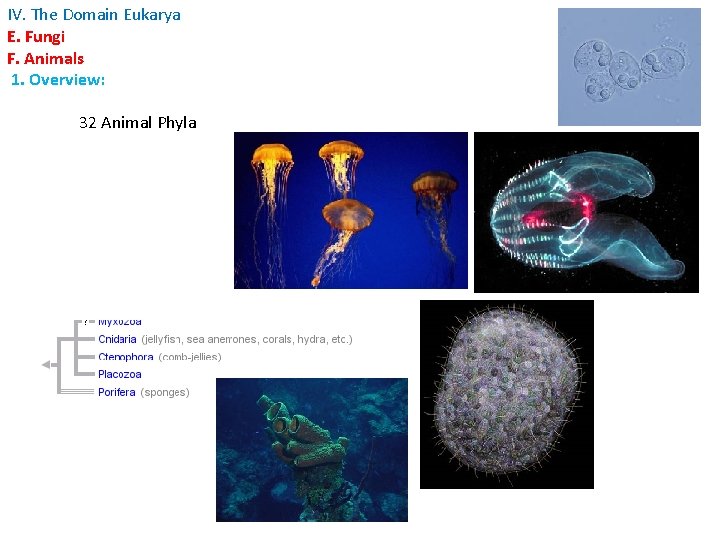 IV. The Domain Eukarya E. Fungi F. Animals 1. Overview: 32 Animal Phyla 