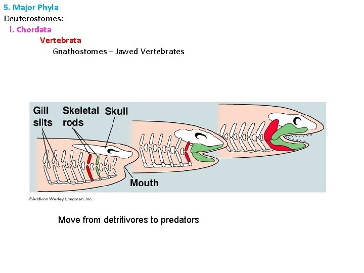 5. Major Phyla Deuterostomes: l. Chordata Vertebrata Gnathostomes – Jawed Vertebrates Move from detritivores