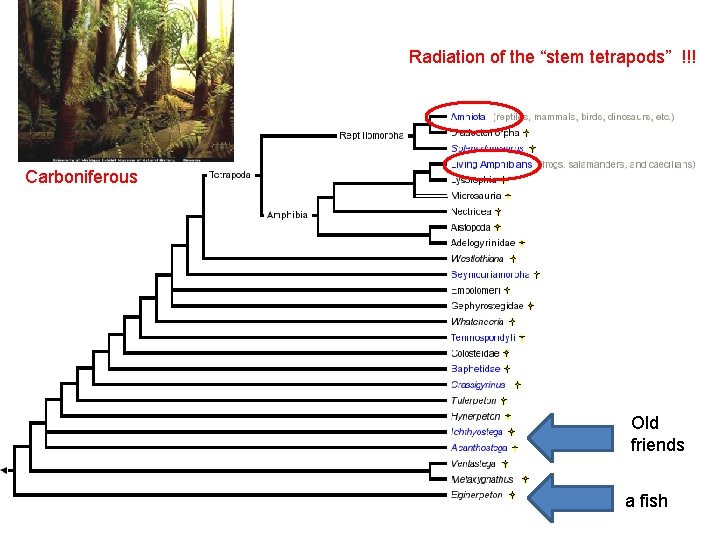 Radiation of the “stem tetrapods” !!! Carboniferous Old friends a fish 