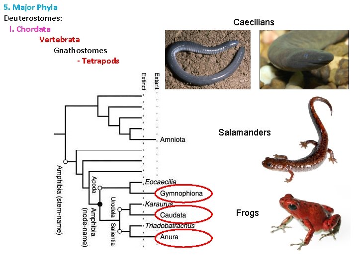 5. Major Phyla Deuterostomes: l. Chordata Vertebrata Gnathostomes - Tetrapods Caecilians Salamanders Frogs 