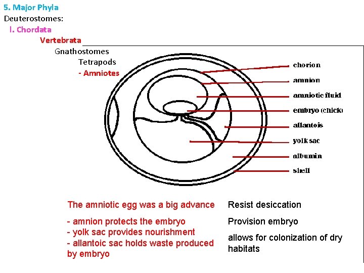 5. Major Phyla Deuterostomes: l. Chordata Vertebrata Gnathostomes Tetrapods - Amniotes The amniotic egg