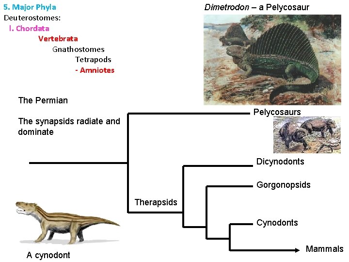 5. Major Phyla Deuterostomes: l. Chordata Vertebrata Gnathostomes Tetrapods - Amniotes Dimetrodon – a