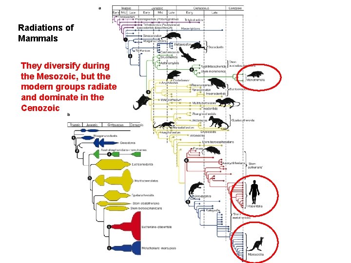 Radiations of Mammals They diversify during the Mesozoic, but the modern groups radiate and