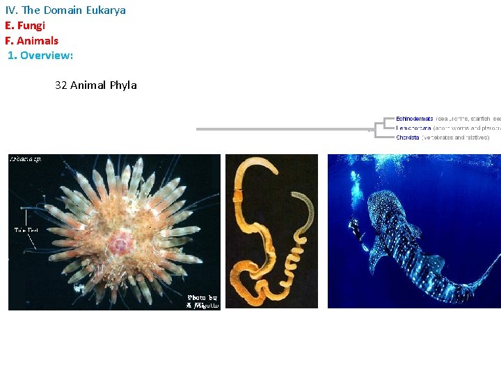 IV. The Domain Eukarya E. Fungi F. Animals 1. Overview: 32 Animal Phyla 