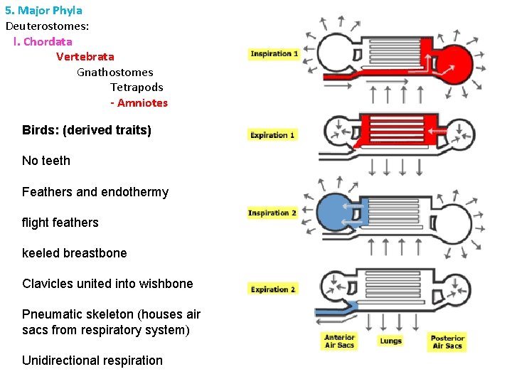 5. Major Phyla Deuterostomes: l. Chordata Vertebrata Gnathostomes Tetrapods - Amniotes Birds: (derived traits)