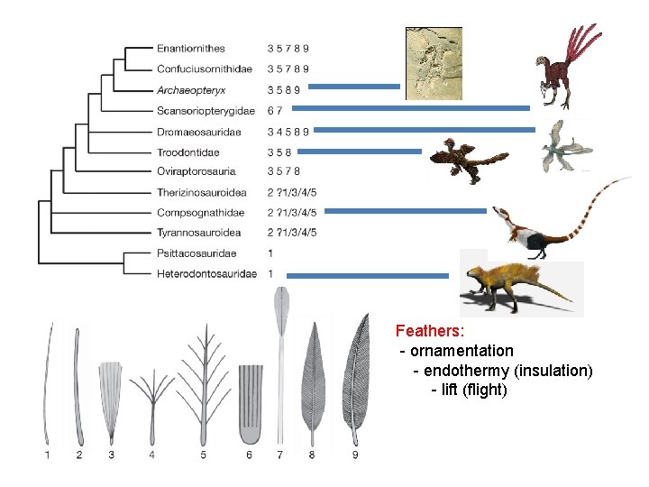 Feathers: - ornamentation - endothermy (insulation) - lift (flight) 
