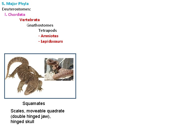 5. Major Phyla Deuterostomes: l. Chordata Vertebrata Gnathostomes Tetrapods - Amniotes - Lepidosaurs Squamates