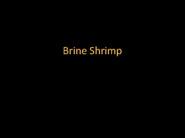 Brine Shrimp 