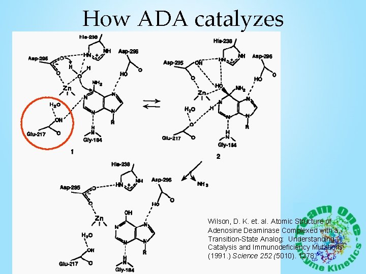 How ADA catalyzes Wilson, D. K. et. al. Atomic Structure of Adenosine Deaminase Complexed