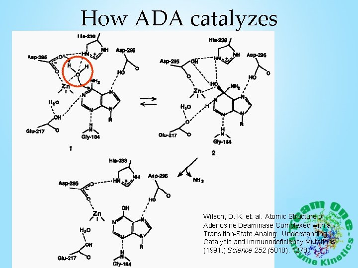 How ADA catalyzes Wilson, D. K. et. al. Atomic Structure of Adenosine Deaminase Complexed