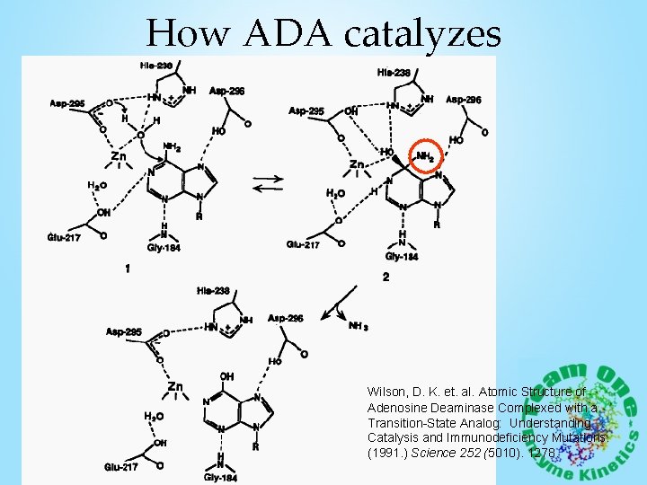 How ADA catalyzes Wilson, D. K. et. al. Atomic Structure of Adenosine Deaminase Complexed