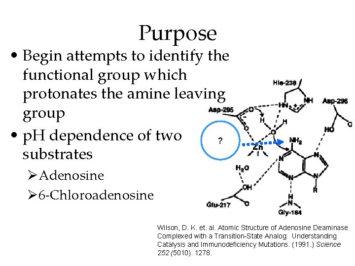 Purpose • Begin attempts to identify the functional group which protonates the amine leaving