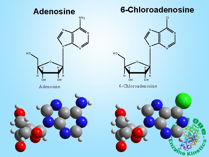 Adenosine 6 -Chloroadenosine NH 2 N N HO Cl N N HO O H