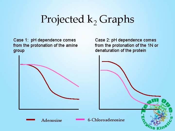 Projected k 2 Graphs Case 1: p. H dependence comes from the protonation of