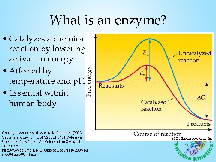 What is an enzyme? • Catalyzes a chemical reaction by lowering activation energy •