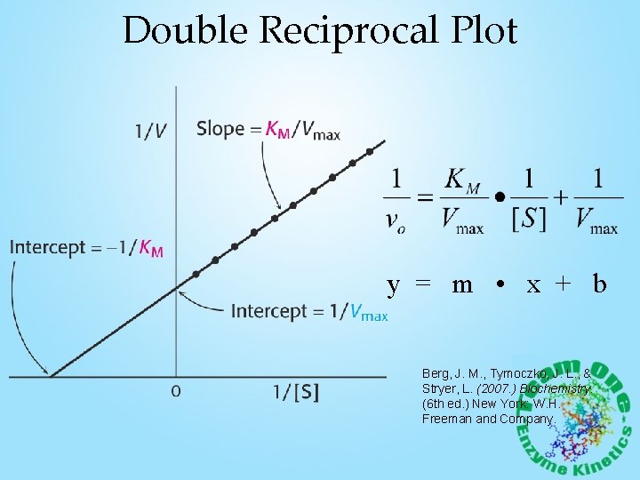Double Reciprocal Plot y = m • x + b Berg, J. M. ,