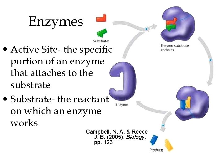 Enzymes • Active Site- the specific portion of an enzyme that attaches to the