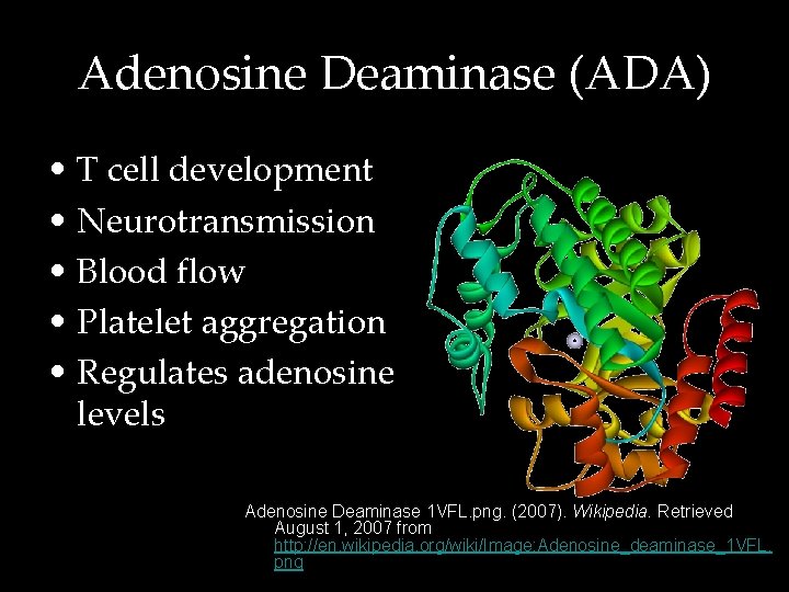 Adenosine Deaminase (ADA) • T cell development • Neurotransmission • Blood flow • Platelet
