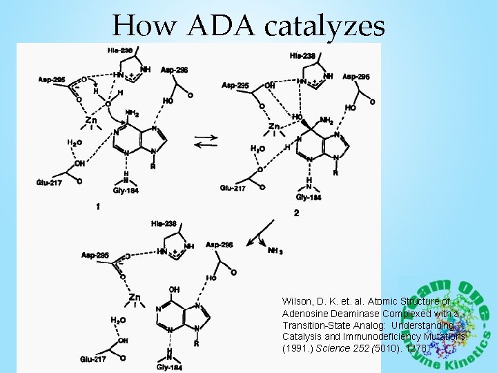 How ADA catalyzes Wilson, D. K. et. al. Atomic Structure of Adenosine Deaminase Complexed