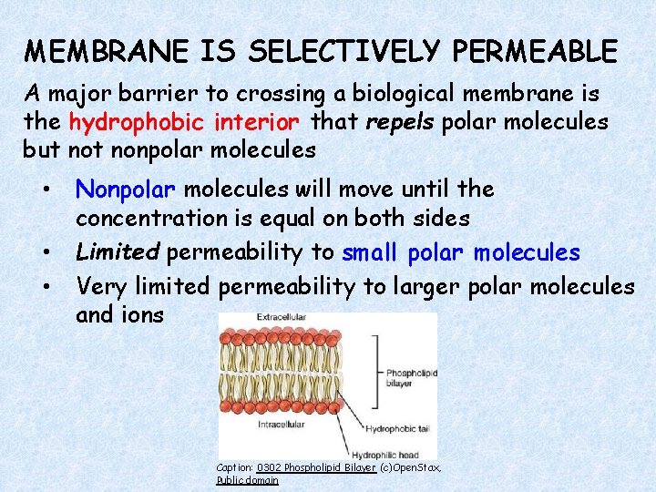 Chapter 5 Structure and Function of Plasma Membranes