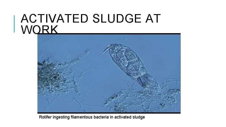 ACTIVATED SLUDGE AT WORK Rotifer ingesting filamentous bacteria in activated sludge ACTIVATED SLUDGE AT WORK Rotifer ingesting filamentous bacteria in activated sludge