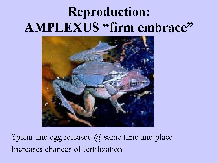 Reproduction: AMPLEXUS “firm embrace” Sperm and egg released @ same time and place Increases