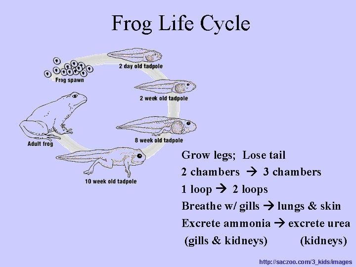 Frog Life Cycle Grow legs; Lose tail 2 chambers 3 chambers 1 loop 2