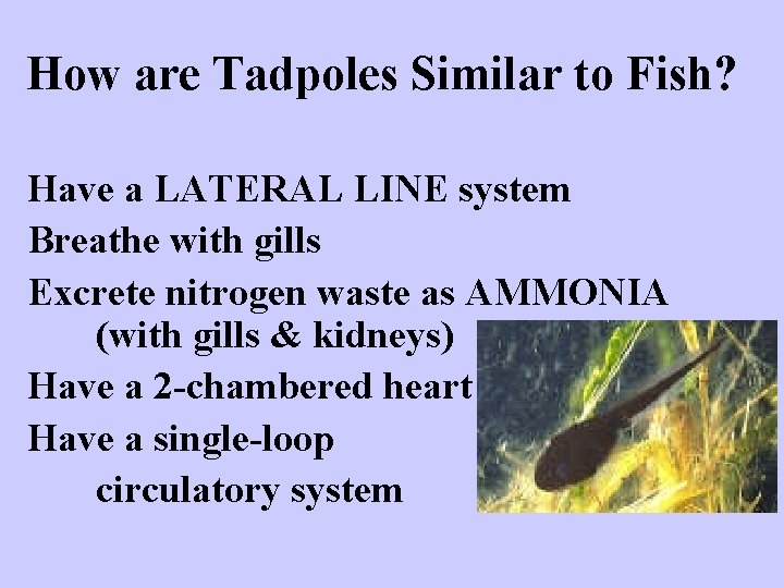 How are Tadpoles Similar to Fish? Have a LATERAL LINE system Breathe with gills