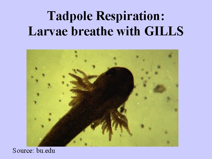 Tadpole Respiration: Larvae breathe with GILLS Source: bu. edu 