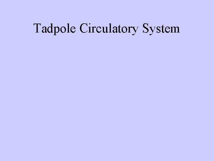 Tadpole Circulatory System 