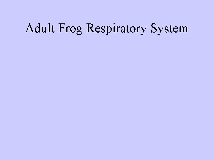 Adult Frog Respiratory System 