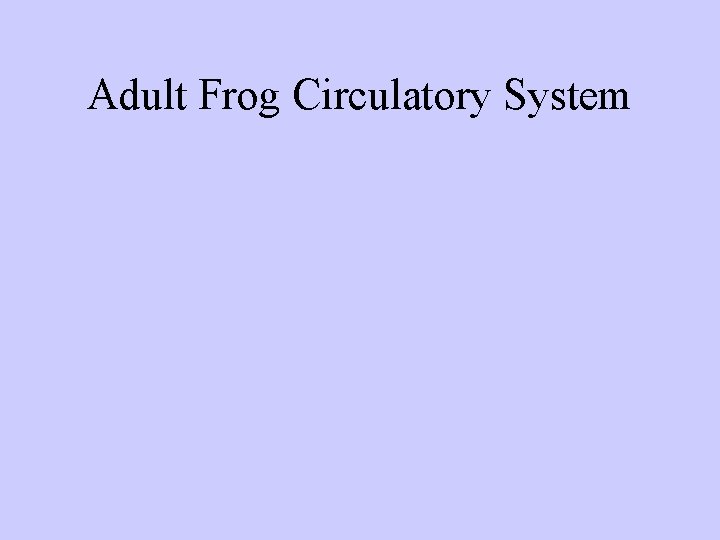 Adult Frog Circulatory System 