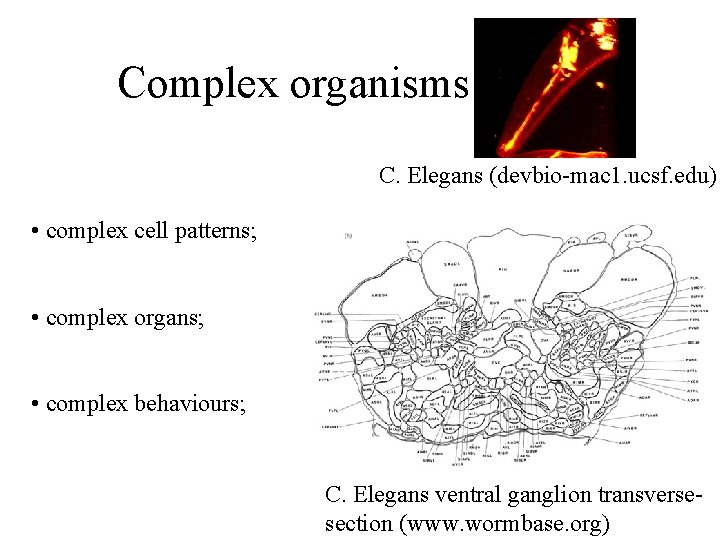 Complex organisms C. Elegans (devbio-mac 1. ucsf. edu) • complex cell patterns; • complex