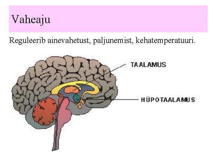 Vaheaju Reguleerib ainevahetust, paljunemist, kehatemperatuuri. 