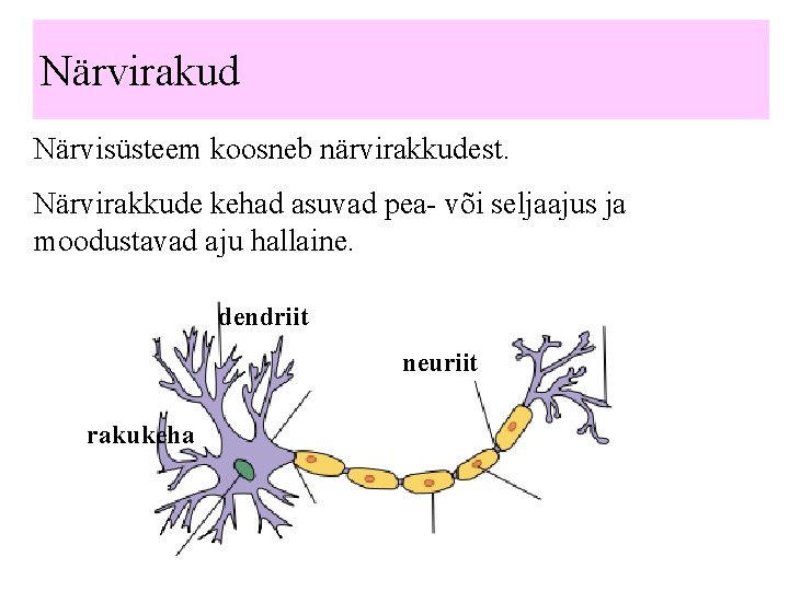 Närvirakud Närvisüsteem koosneb närvirakkudest. Närvirakkude kehad asuvad pea- või seljaajus ja moodustavad aju hallaine.