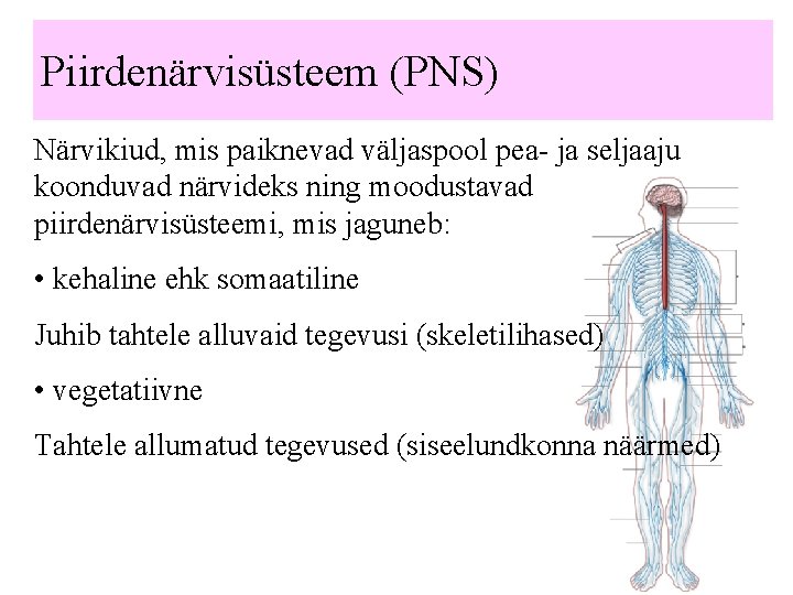 Piirdenärvisüsteem (PNS) Närvikiud, mis paiknevad väljaspool pea- ja seljaaju koonduvad närvideks ning moodustavad piirdenärvisüsteemi,